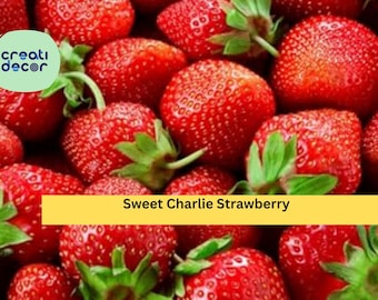 Sweet Charlie Strawberry Plants – 10 Live Bare Roots, Early Season Variety with Sweet Flavor, Productive Garden Berry Plants