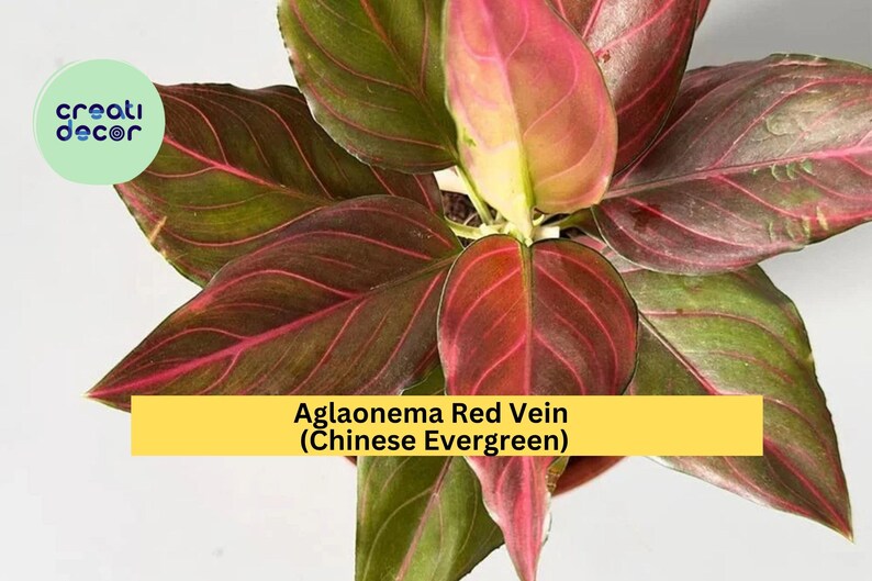 CreatiDecor Aglaonema