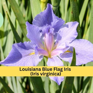 May include: A close-up of a Louisiana Blue Flag Iris (Iris virginica) flower. The flower has delicate, light purple petals with yellow accents and a pink center. The flower is surrounded by green foliage.