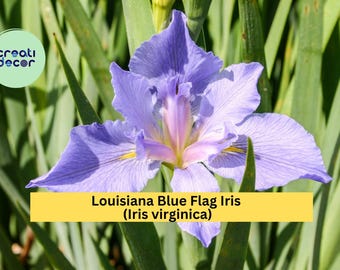 Louisiana Blue Flag Iris Live Aquatic Plant – Hardy Perennial for Pond Edges or Wet Gardens – Iris virginica Bare Root