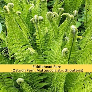 Fiddlehead Fern Live Plant | Bare Root Outdoor Perennial | Hardy Ostrich Fern for Shade Gardens and Woodland Landscaping