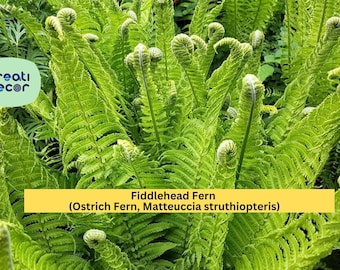 Fiddlehead Fern Live Plant | Bare Root Outdoor Perennial | Hardy Ostrich Fern for Shade Gardens and Woodland Landscaping