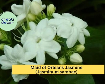 Maid of Orleans Jasmine – Jasminum sambac Live Rooted Starter Plant, Fragrant White Blooming Shrub/Vine for Garden or Patio