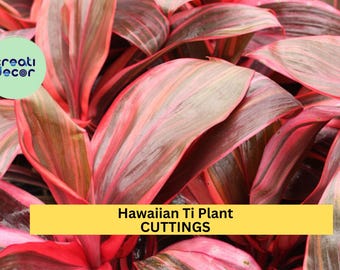 Hawaiian Ti Plant Cuttings | 8 Unrooted Cordyline Fruticosa Cuttings (5–7") | Colorful Tropical Plant Starter | No Soil, No Roots