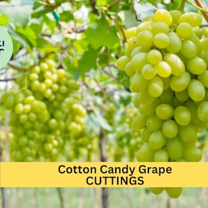 5 Cotton Candy Grape Cuttings – Very Rare Variety for Rooting or Grafting, Sweet Flavor & Easy to Grow – Unrooted Stems – USA