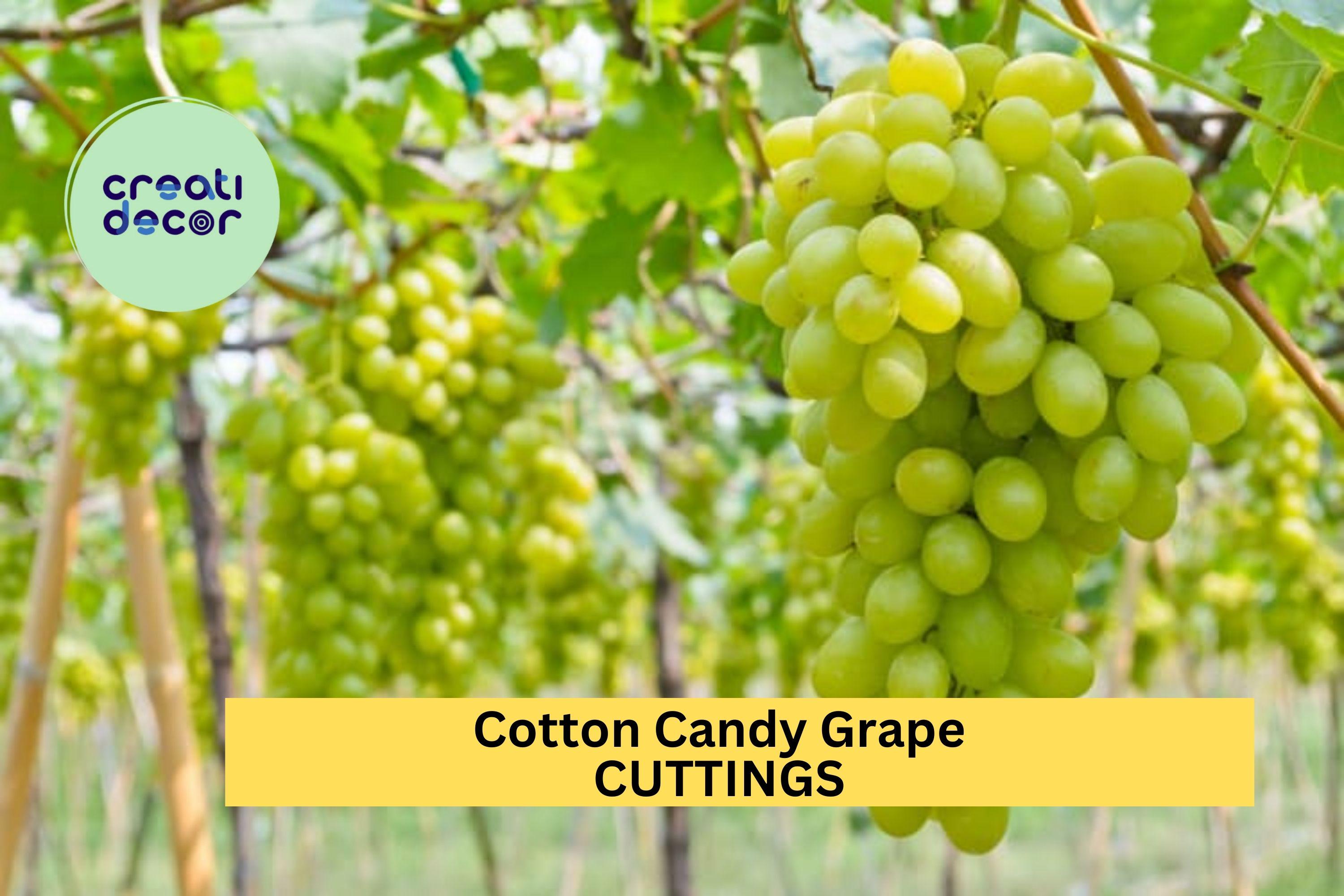 50 Giant Kyoho Grape Seeds Japanese Sweet Vine Plant Seed RARE - Foto 8