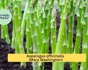 Mary Washington Asparagus Crowns – 25 Bare Root 2-Year Plants – Asparagus officinalis – Hand-Picked, Hardy Garden Perennial