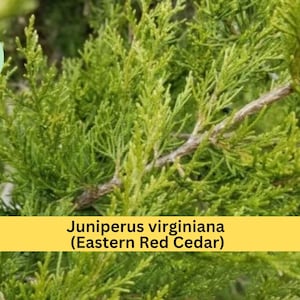 Eastern Red Cedar Tree – Juniperus virginiana – 5” Live Rescue Seedling with Ball Root, Hardy Evergreen for Landscape or Hedge