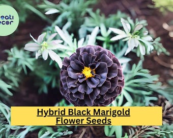 25+ Hybrid Black Marigold Seeds - Unique Dark Blooms - Easy to Grow Annual Flower for Gardens, Borders, Pollinators & Landscaping