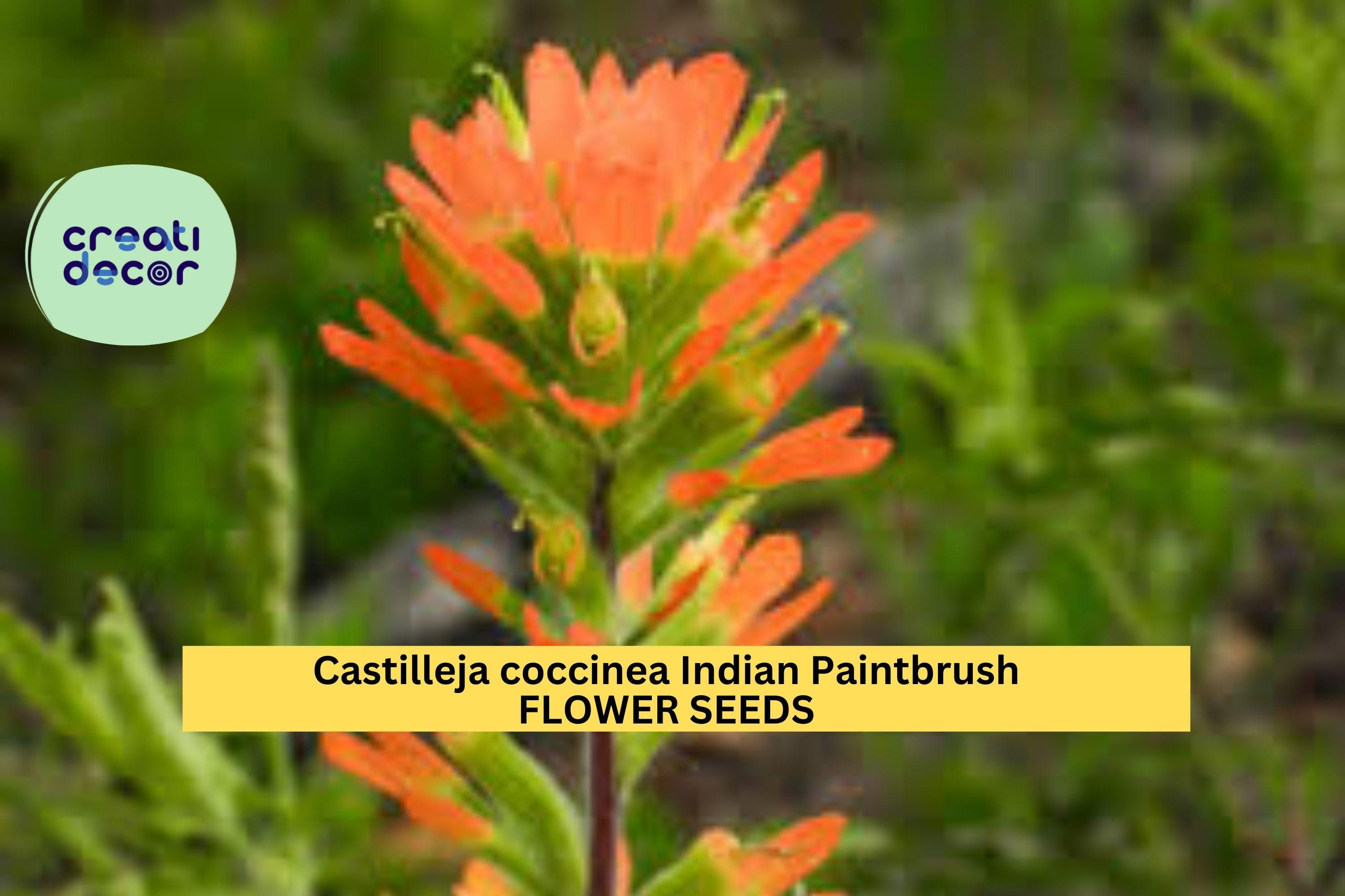 2pcs of 300Seeds Indian Paintbrush Seeds (Castilleja coccinea) – Native Wildflower for Pollinator & Prairie Gardens Seeds for Planting