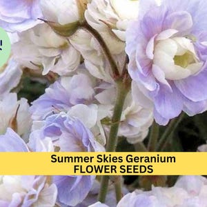 May include: Close-up of delicate lavender and white flowers. The flowers are clustered together and have a soft, feathery texture. The text "Summer Skies Geranium FLOWER SEEDS" is displayed on a yellow banner.