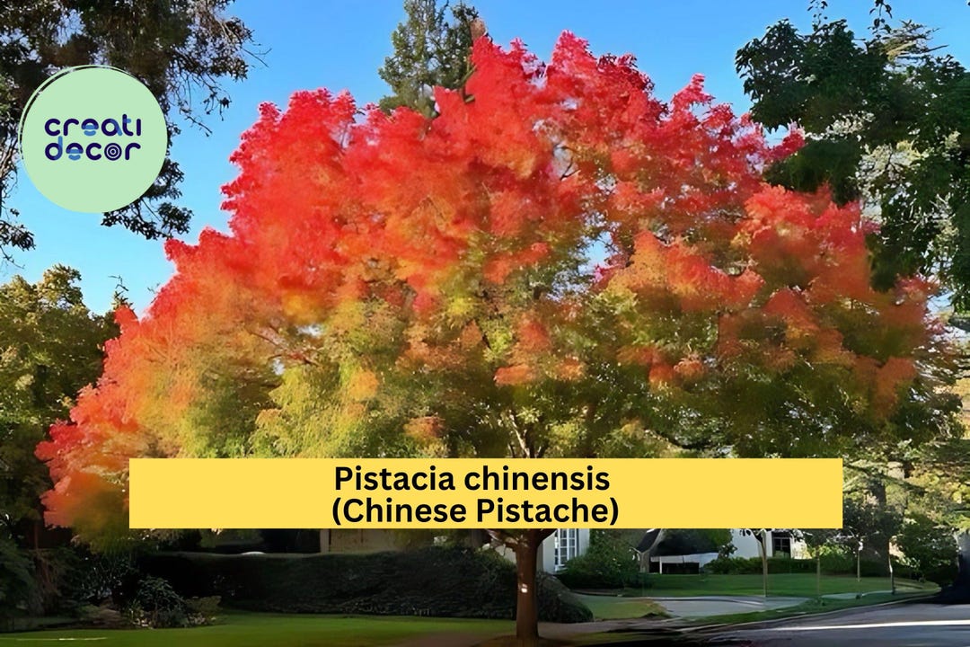 Chinese Pistache Live Tree 18” Tall – Pistacia Chinensis Starter ...