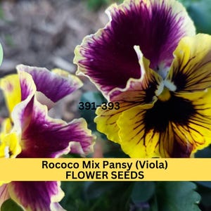May include: Close-up of two yellow and purple pansies with dark centers. The flowers have ruffled edges and are in focus. The text "Rococo Mix Pansy (Viola) FLOWER SEEDS" is visible at the bottom of the image.