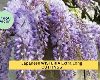 Japanese Wisteria Cuttings 10 Pcs – Long Fragrant Purple Flowers for Planting | Hardy Vine for Pergolas, Trellises, or Garden Arbors