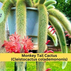 May include: A hanging Monkey Tail Cactus (Cleistocactus colademononis) with long, segmented stems and vibrant red flowers. The cactus is in a gray pot suspended by chains, set against a green lawn and a blurred background.