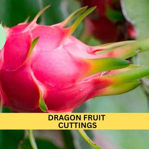 May include: A close-up of a pink dragon fruit growing on a vine. The fruit has green scales and is surrounded by green leaves. The text "DRAGON FRUIT CUTTINGS" is displayed below the fruit.