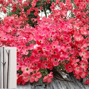 May include: A vibrant image of a flowering bush with abundant pink blossoms. The flowers have a delicate, layered petal structure. Inset are several thin, dark brown twigs, possibly for floral arrangements or crafts.