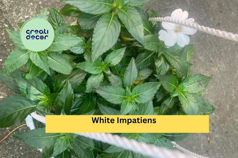 CreatiDecor Impatiens Plants - Thumbnail 2