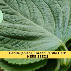 3pcs of 500mg Korean Perilla Shiso Seeds – Fragrant Culinary Herb for Korean Recipes, Wraps, and Home Gardens Seeds for Planting