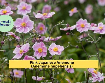 Pink Japanese Anemone Rootstock 10-Pack – Anemone hupehensis – Bare Root Hardy Perennial, Late-Summer Garden Blooms