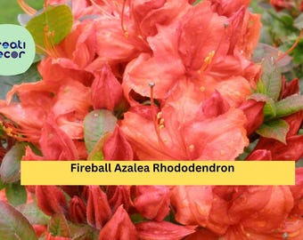 Fireball Azalea Rhododendron – Well-Rooted Starter Plant – Vibrant Red-Orange Blooms, Hardy Flowering Shrub for Garden