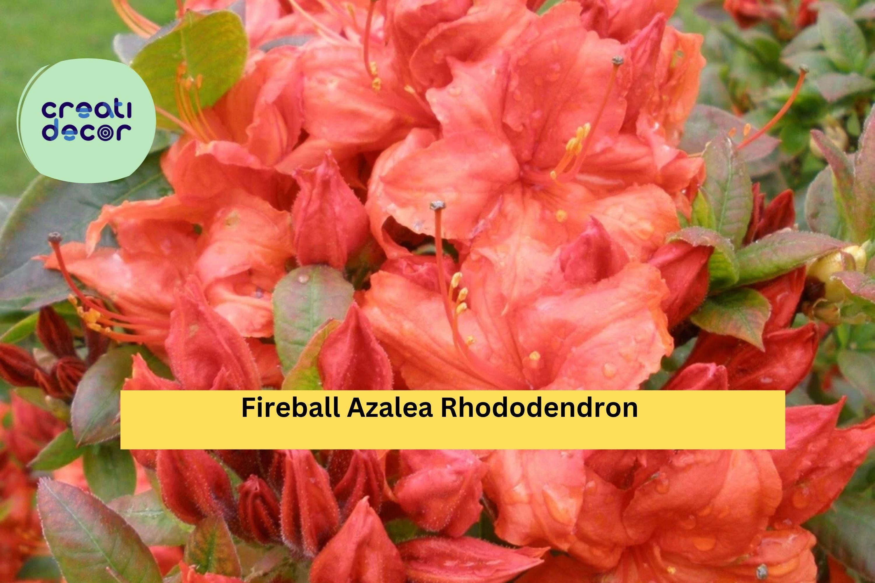 Fireball Azalea Rhododendron – Well-rooted Starter Plant – Vibrant Red ...