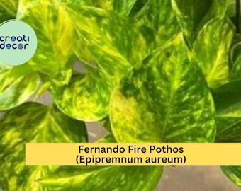 Fernando Fire Pothos Cuttings | Epipremnum aureum | 3 Fresh Unrooted Indoor Plant Cuttings