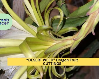 1 Mature “Desert Weed” Dragon Fruit Cutting | Fast-Growing Hylocereus Variety | Unrooted Stem | Tropical Cactus Propagation