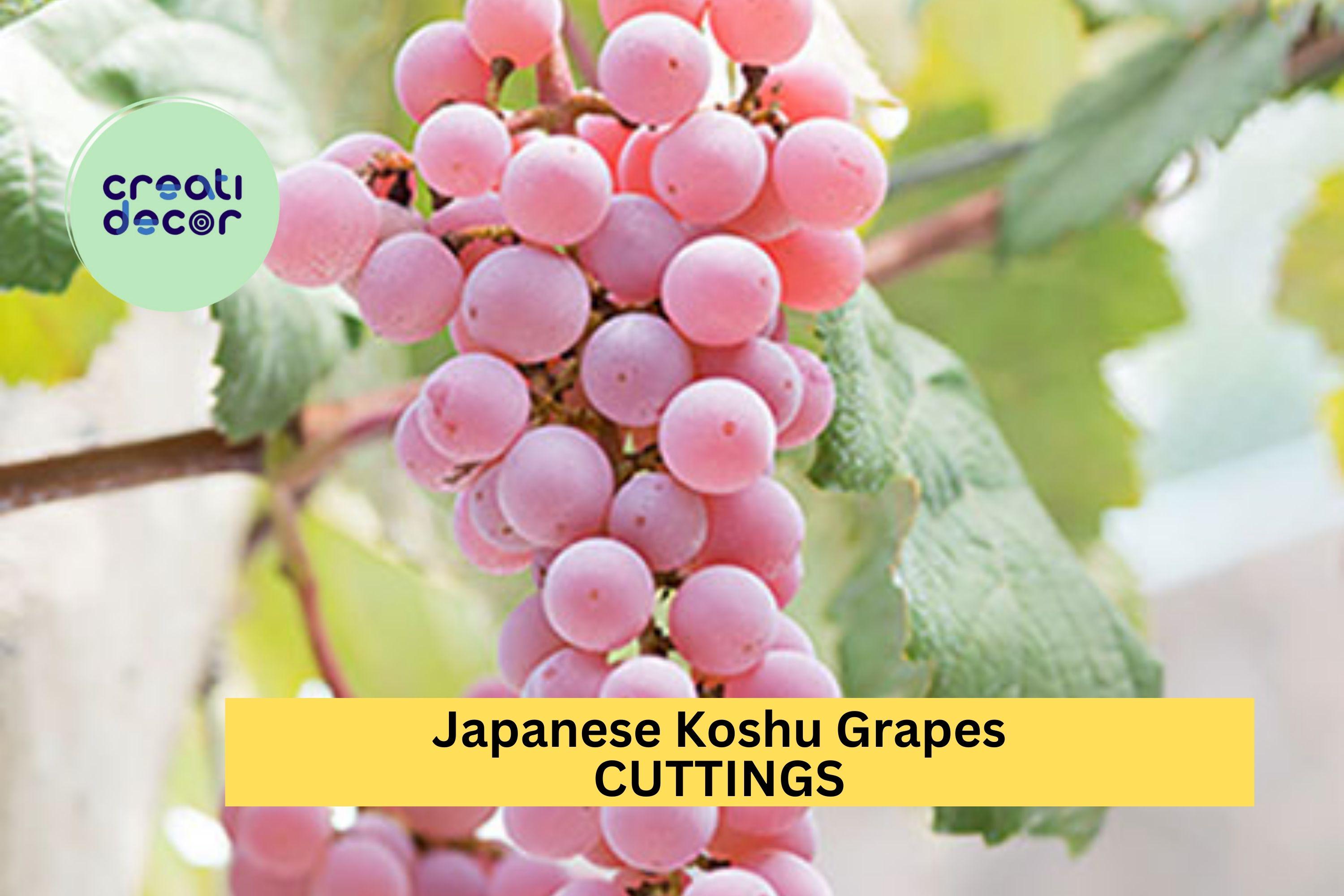 5 Organic Koshu Grape Cuttings – Super Rare Japanese Variety for