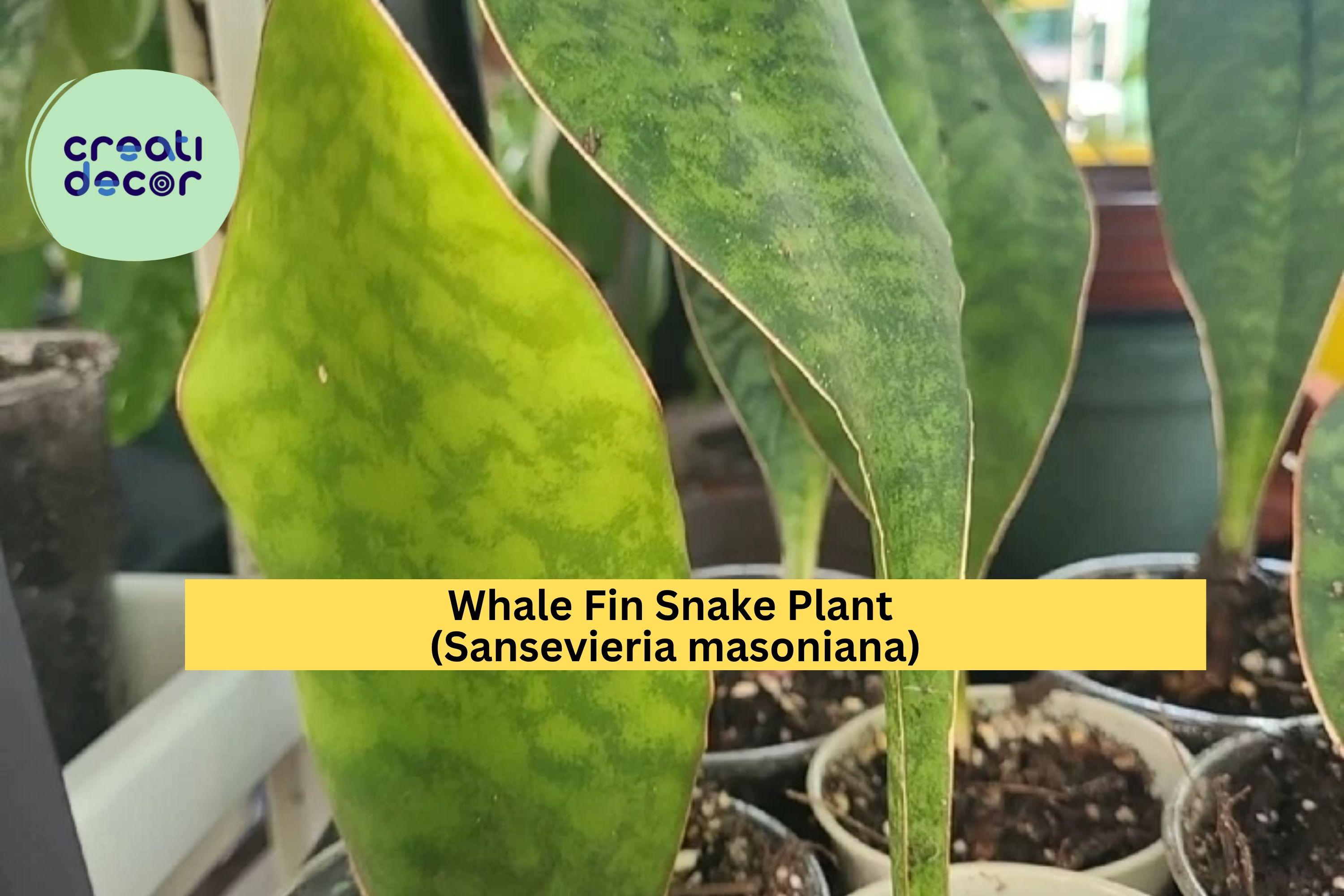 Snakeplant Seeds - Etsy