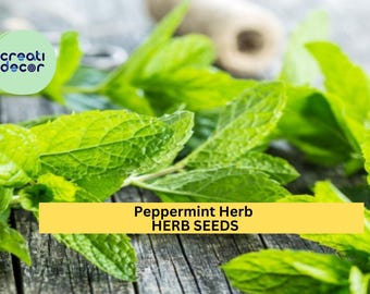 3pcs of 30mg Peppermint Herb Seeds – Strong Aromatic Mint for Tea, Cooking & Remedies – Easy to Grow Seeds for Planting Indoors or Outdoors