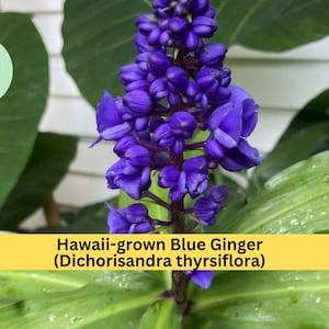 May include: Close-up of a vibrant blue Hawaii-grown Blue Ginger (Dichorisandra thyrsiflora) flower. The flower is a deep shade of blue with a cluster of small buds. The text "Hawaii-grown Blue Ginger (Dichorisandra thyrsiflora)" is displayed on a yellow banner.