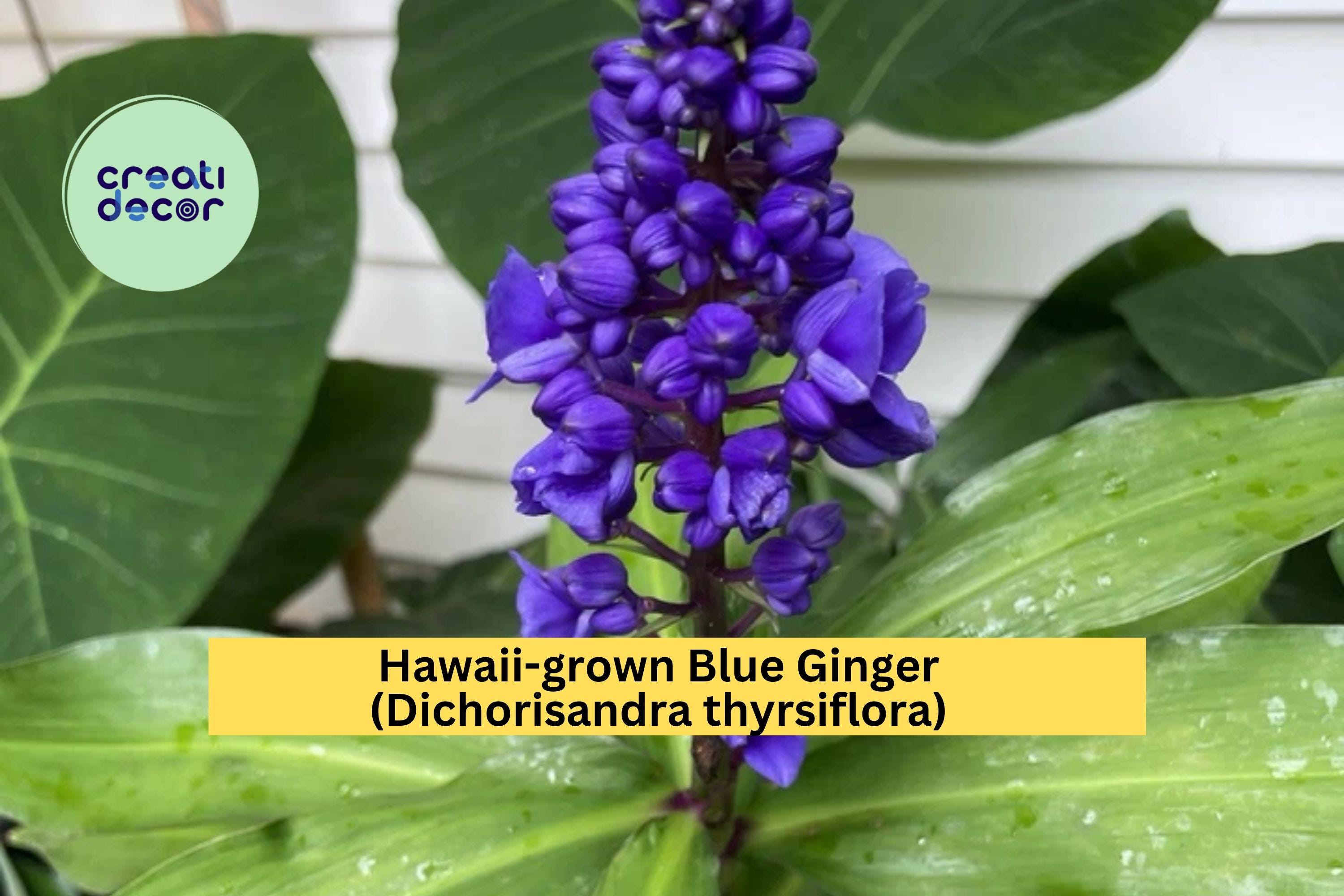 Blue Ginger Plant Cuttings – 3 Count Dichorisandra Thyrsiflora