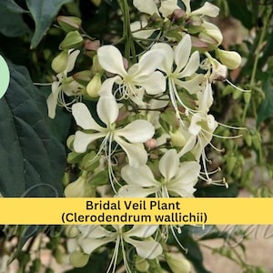 May include: Close-up of a Bridal Veil Plant (Clerodendrum wallichii) with white, star-shaped flowers and long stamens. The flowers are clustered together, surrounded by green leaves and buds. The image includes a yellow banner with the plant's name.