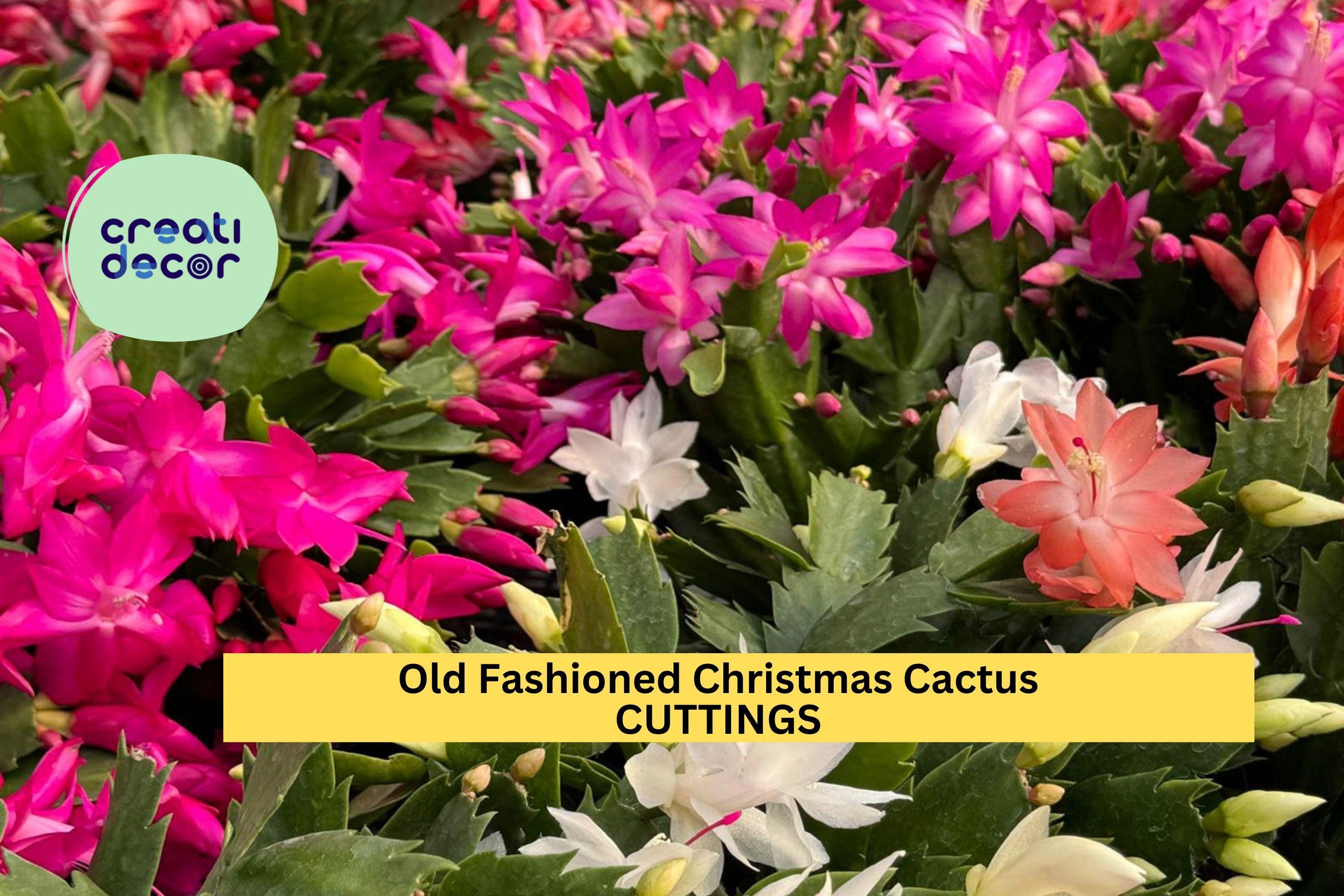 5 Old Fashioned Christmas Cactus Cuttings | Schlumbergera Bridgesii |  Heirloom Holiday Cactus Starter | Easy Indoor Houseplant - Etsy
