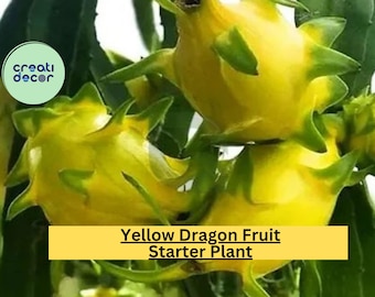 Yellow Dragon Fruit Plant | Hylocereus megalanthus Live Starter | Tropical Cactus Vine for Outdoor Garden or Container Growing