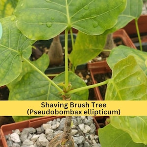 May include: Close-up of a Shaving Brush Tree (Pseudobombax ellipticum) plant with large, green leaves. The plant is in a small, brown pot with a gravel base. The image includes the text "Shaving Brush Tree (Pseudobombax ellipticum)".