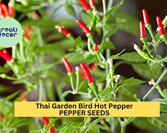 3pcs of 250mg Thai Bird Chili Seeds – Spicy Thai Prik Phao Peppers for Gardens, Hot Sauces, & Container Growing Seeds for Planting