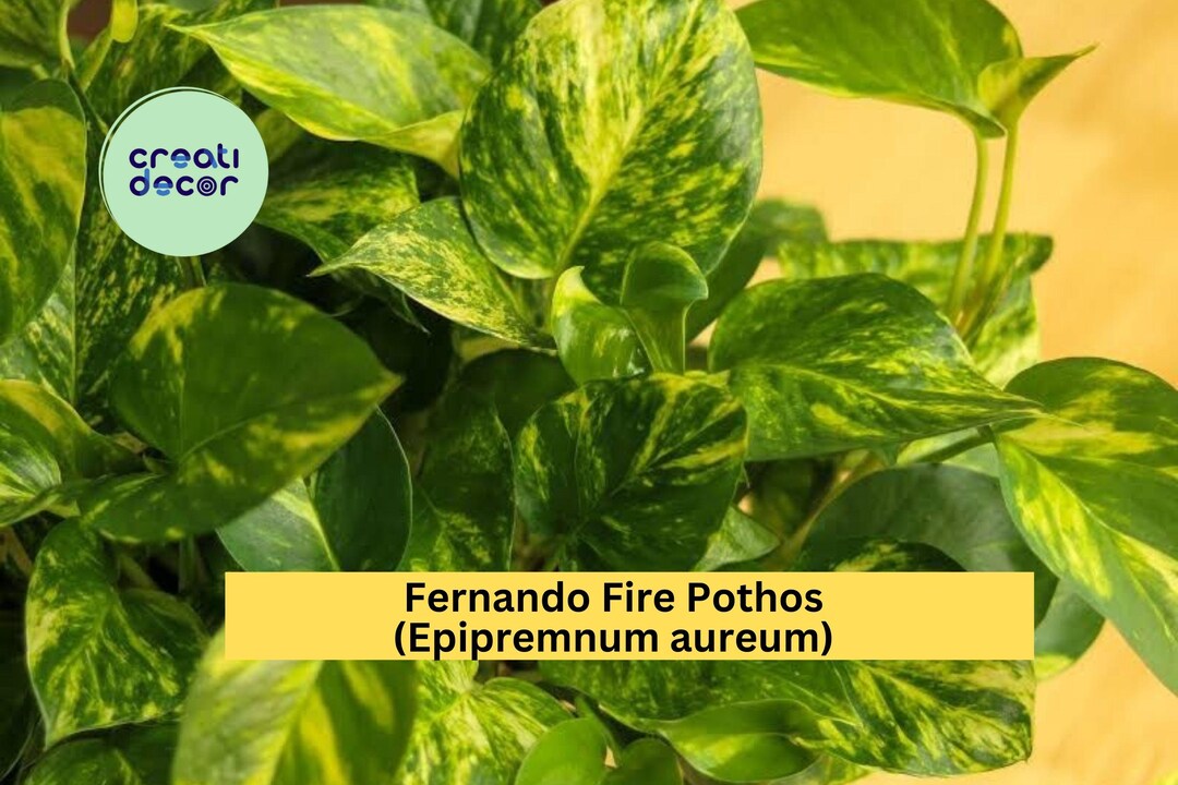Fernando Fire Pothos Cuttings | Epipremnum Aureum Variegated