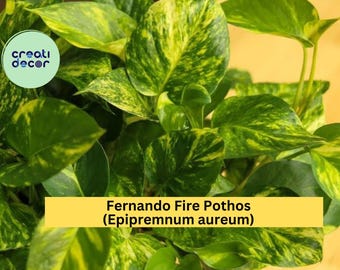 Fernando Fire Pothos Cuttings | Epipremnum Aureum Variegated Houseplant | 3 Fresh Unrooted Cuttings for Indoor Plant Propagation