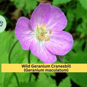 Wild Geranium Cranesbill (Geranium maculatum) | 10 Bare Root Organically Grown Perennial Plants | Native Shade Garden Flower