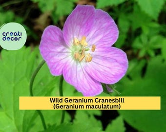 Wild Geranium Cranesbill (Geranium maculatum) | 10 Bare Root Organically Grown Perennial Plants | Native Shade Garden Flower