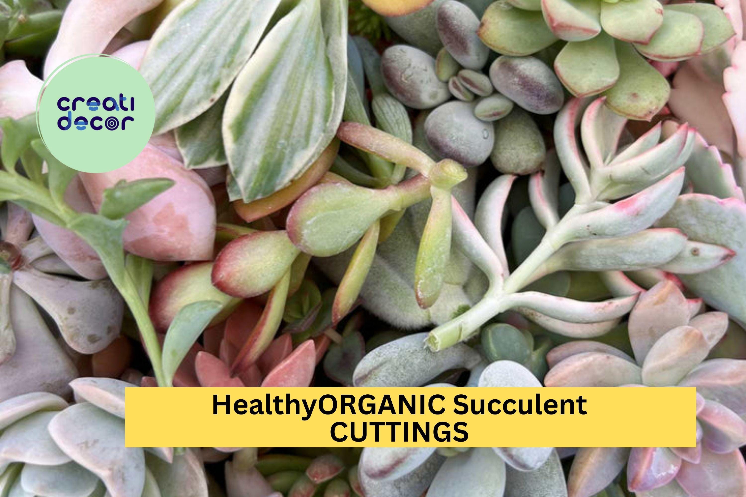100 Colorful Succulent Cuttings, 1-5 Assorted Bulk Succulents for Weddings, Projects, Bouquets, Center Pieces, Wreaths, Fairy Gardens