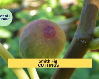 Smith Fig – 5 Premium Cuttings – Sweet Heirloom Variety for Propagation, Backyard Orchards & Containers – USA