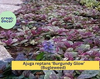 Ajuga reptans ‘Burgundy Glow’ – 3 Live Rooted Perennial Bugleweed Plants, Hardy Groundcover with Colorful Foliage & Purple Blooms