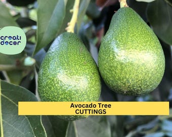 3 Zutano Avocado Tree Cuttings – Persea americana | Unrooted 6–10” Scions for Grafting or Propagation in Zones 9–11 Gardens or Greenhouses