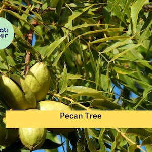 Pecan Tree Live Plants | Set of 2 Bare Root Seedlings 18+ Inches Tall | Hardy Nut Trees for Orchards & Home Garden Planting