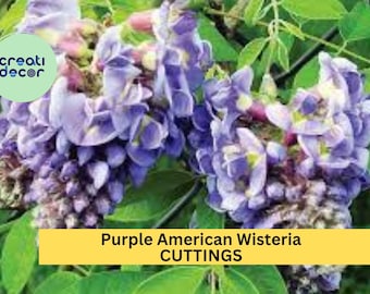 5 Purple American Wisteria Cuttings – Wisteria frutescens Unrooted Vine Stems – Native, Non-Invasive Climber – USA