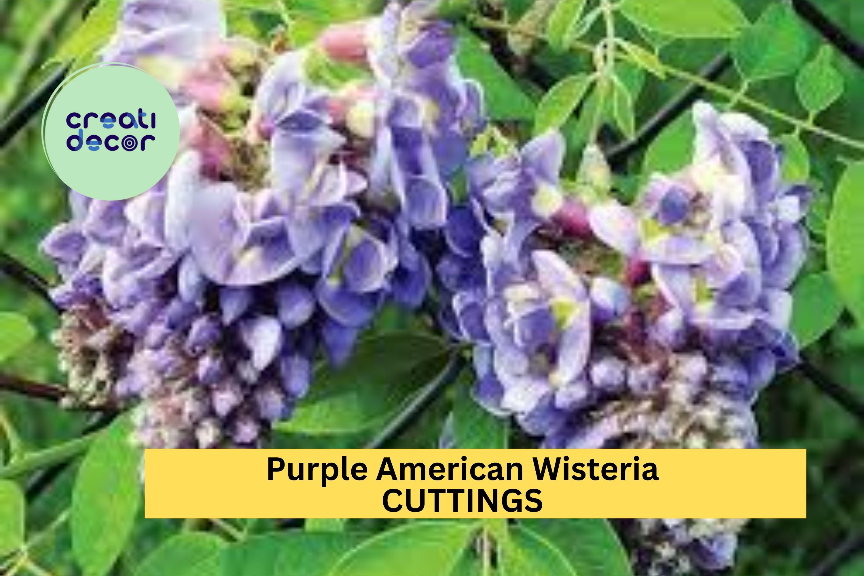 5 Purple American Wisteria Cuttings  Wisteria Frutescens Unrooted Vine  Stems  Native, Non-invasive Climber  USA - Etsy