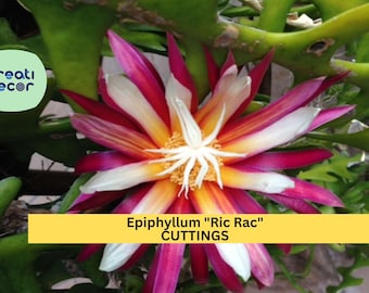 1 Epiphyllum Ric Rac Cactus Cutting | 5–9” Fishbone Zig Zag Cactus | Exotic Trailing Houseplant Starter | Easy to Root